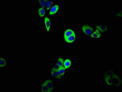 ABCC5 antibody