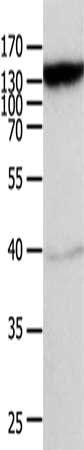 ABCC5 antibody