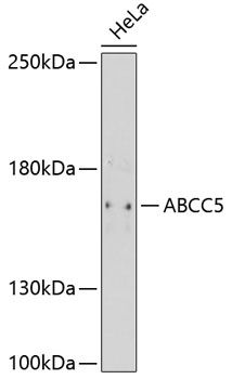 ABCC5 antibody