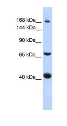 ABCC9 antibody