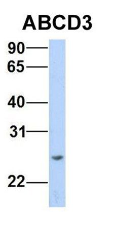 ABCD3 antibody