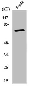 ABCD4 Antibody