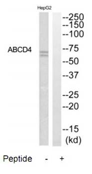 ABCD4 Antibody