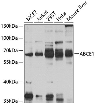 ABCE1 antibody
