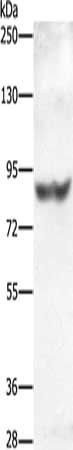 ABCG1 Antibody
