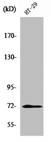 ABCG2 antibody