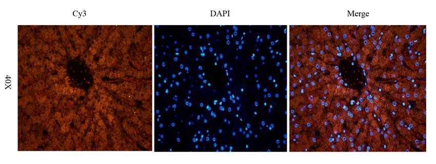 ABCG2 antibody