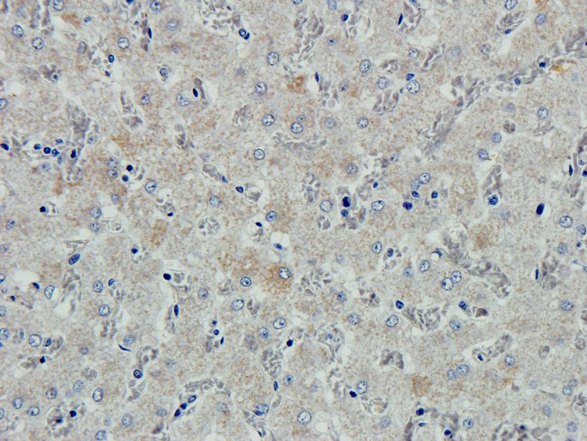 ABCG2 antibody