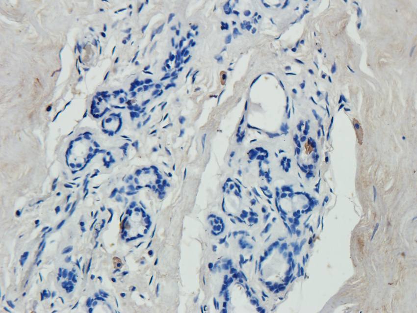 ABCG2 antibody