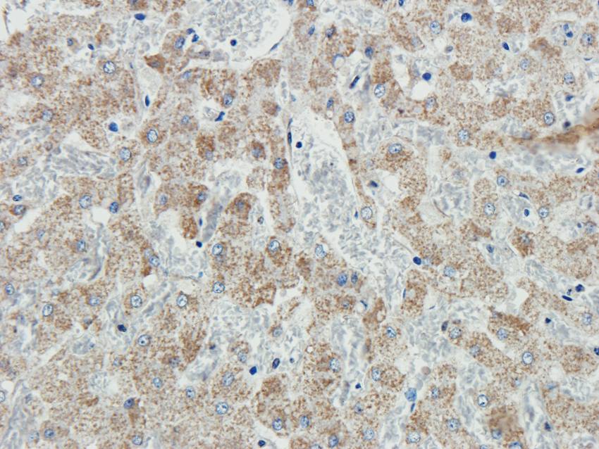 ABCG2 antibody