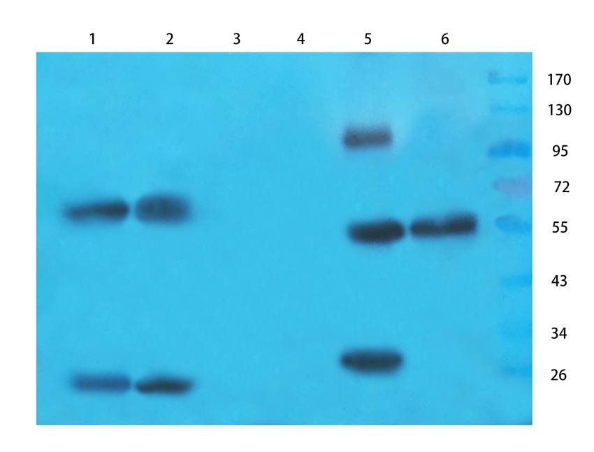 ABCG2 antibody