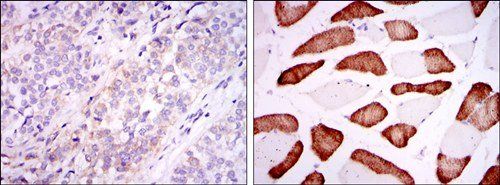 ABCG2 Antibody