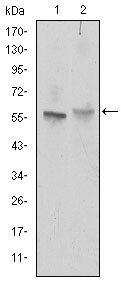 ABCG2 Antibody