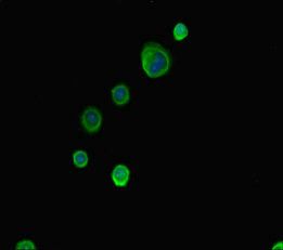 ABCG8 Antibody