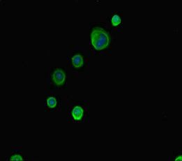 ABCG8 antibody