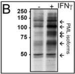 PML Antibody