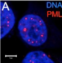 PML Antibody