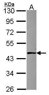 Liprin alpha 1 antibody