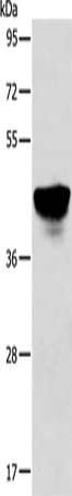 ABHD5 Antibody