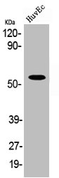 ABI1 Antibody