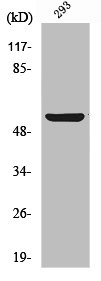ABI1 Antibody