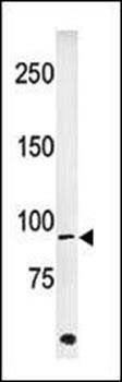ABL1 (phospho-Tyr251) antibody