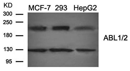 ABL1/2 (Ab-393/439) Antibody