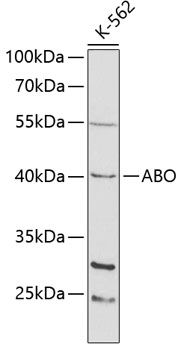 ABO antibody