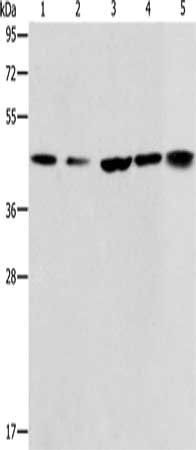 ACAA2 antibody