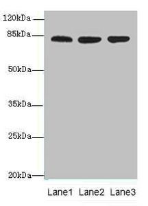 ACAP1 Antibody