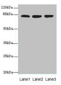 ACAP1 antibody