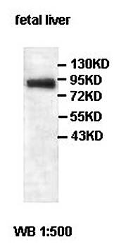 ACAP3 Rabbit Polyclonal Antibody