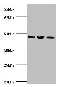 ACAT1 Antibody