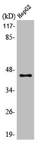 ACAT1 Antibody