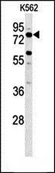 ACBG2 antibody