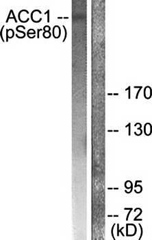 ACC1 (Phospho-Ser80) Antibody