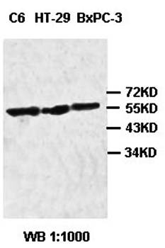 ACCN2 antibody