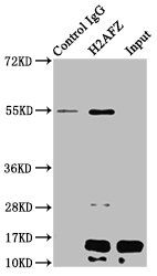 Acetyl-H2AFZ (K4) antibody