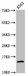 Acetyl-H2AFZ (K4) Antibody