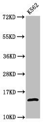 Acetyl-H2AFZ (K4) antibody