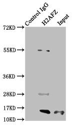 Acetyl-H2AFZ (K7) antibody