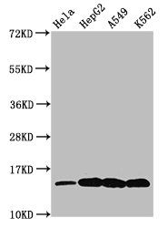 Acetyl-H2AFZ (K7) antibody