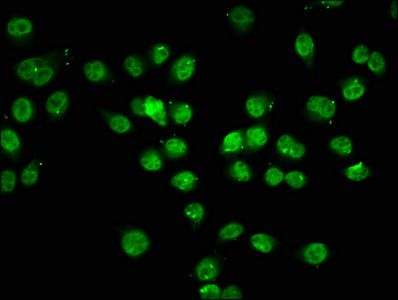 HIST1H1C Antibody