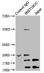 Acetyl-HIST1H1C (K96) antibody