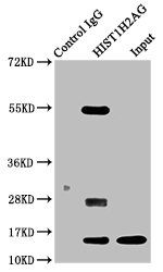 Acetyl-HIST1H2AG (K13) antibody