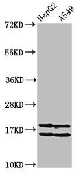 Acetyl-HIST1H2AG (K36) antibody