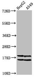 HIST1H2AG Antibody