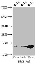 Acetyl-HIST1H2AG (K5) antibody