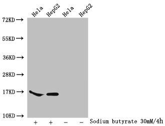 HIST1H2AG Antibody