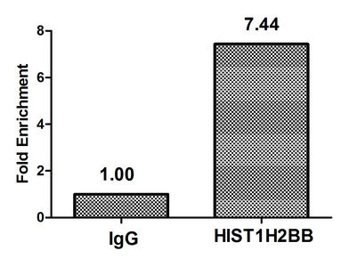 Acetyl-HIST1H2BB (K16) antibody
